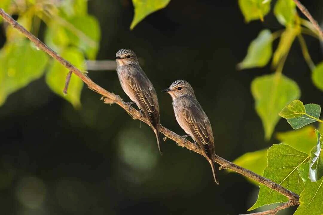 Spotted Flycatcher